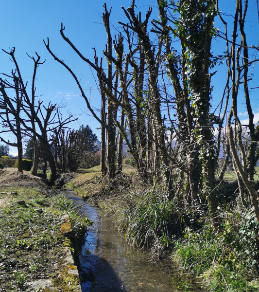 Abattage d'arbres à VARCES-ALLIÈRES-ET-RISSET