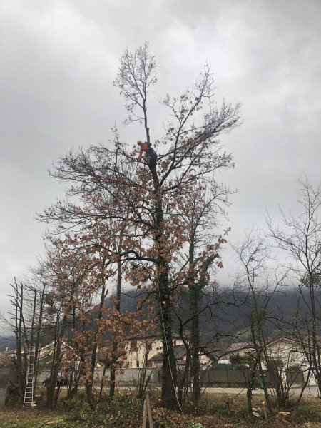 Débroussaillage de vos arbres à VARCES-ALLIÈRES-ET-RISSET