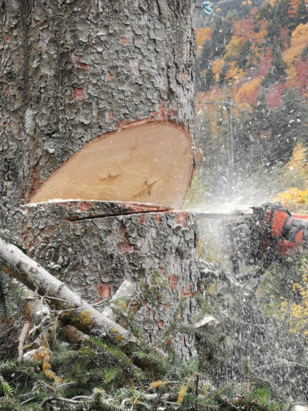 Abattage d'arbres à Varces-Allières-et-Risset