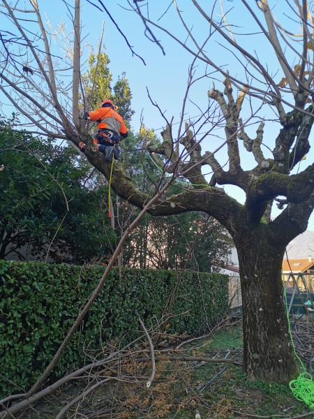 Élagage d'arbres à Varces-Allières-et-Risset